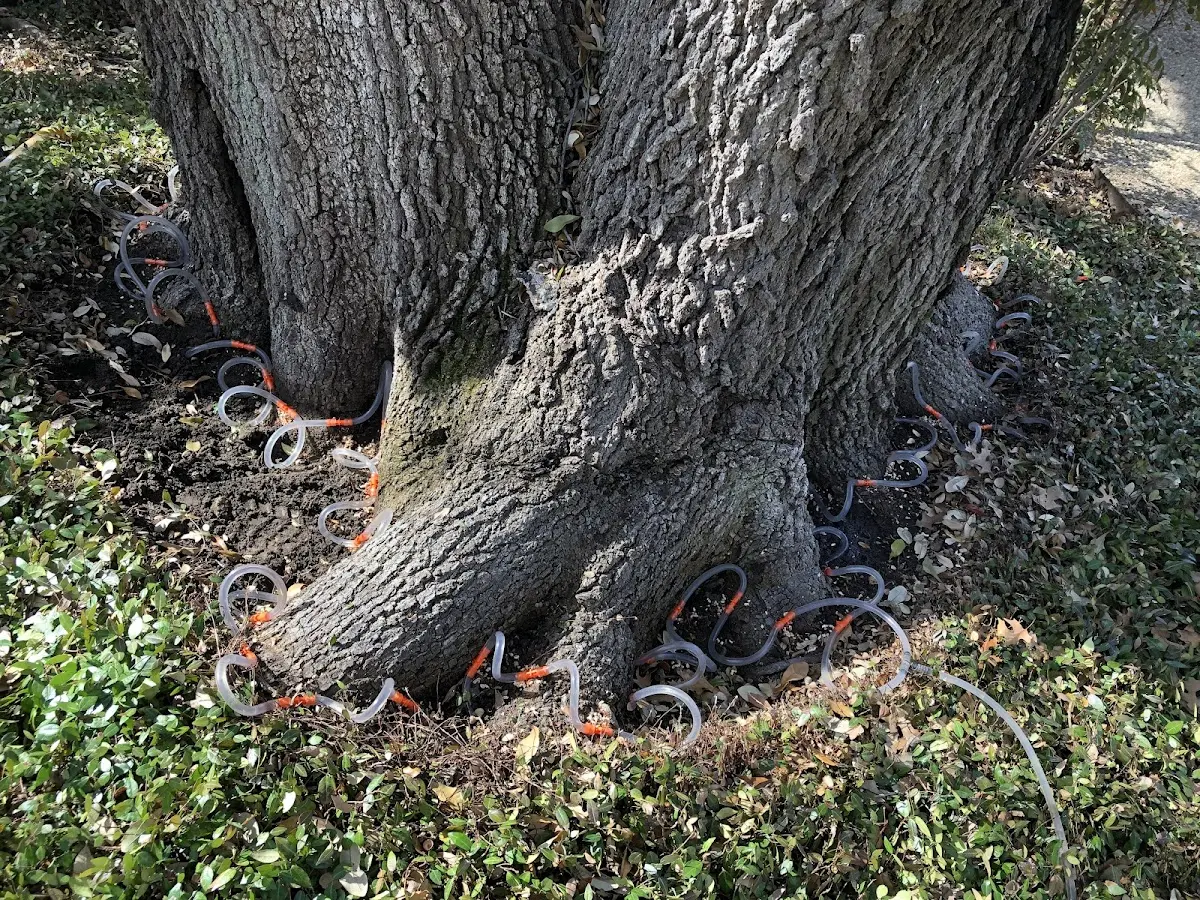 Detailed Tree Cabling and Bracing job site in Arbuckle