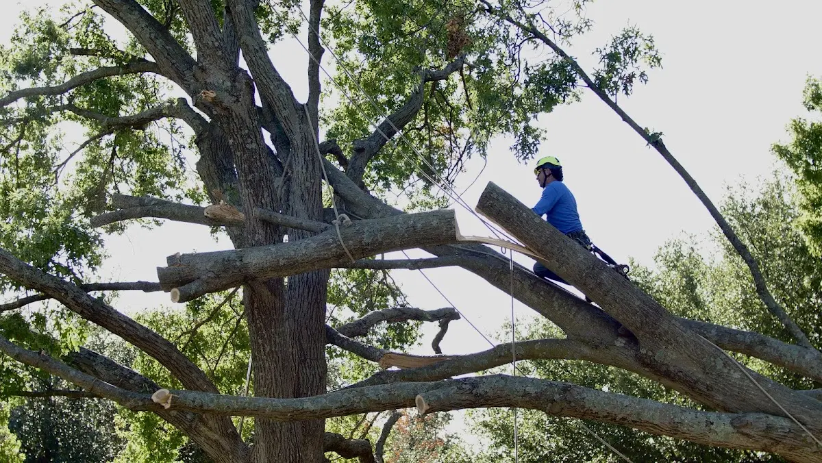 Professional Crown Thinning performed by certified arborists in Arbuckle